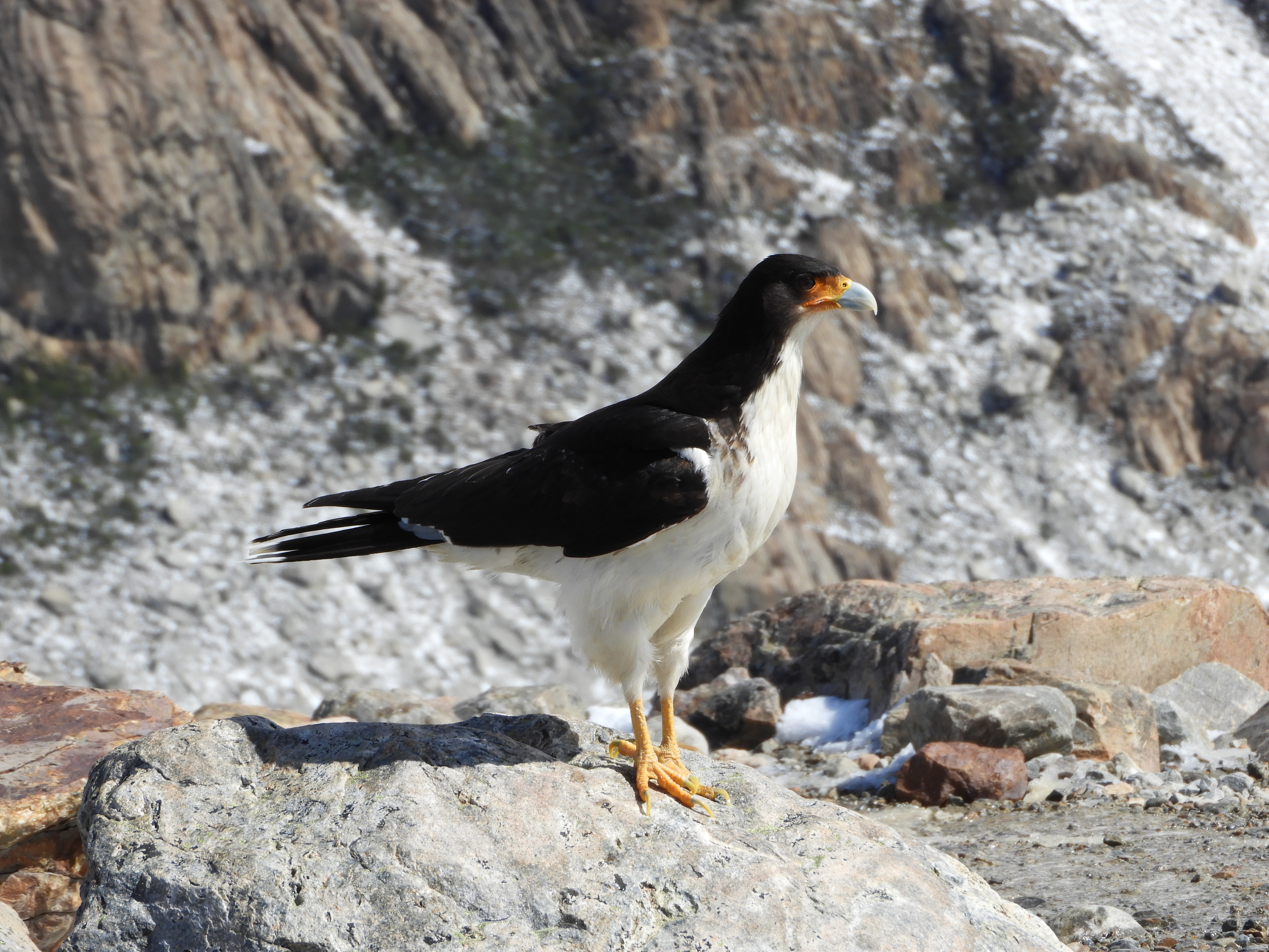 Caracara à gorge blanche (Phalcoboenus albogularis) photographié dans le parc national Los Glaciares en Argentine. Rapace falconiforme au plumage noir, gorge blanche caractéristique, pattes et cire jaunes, perché en habitat patagonien.