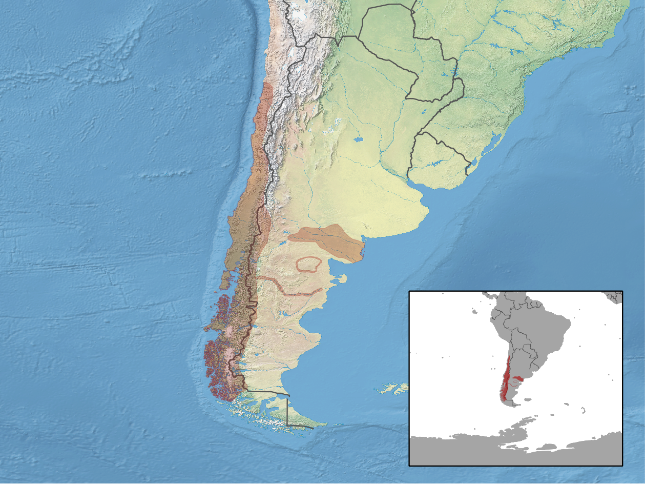 Carte de répartition de l'espèce Oligoryzomys longicaudatus (colilargo) couvrant le Chili et l'Argentine andine, du nord du Chili jusqu'à environ 50° de latitude sud en Patagonie.