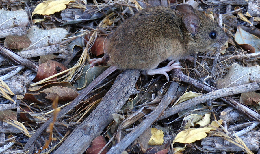 Colilargo (Oligoryzomys longicaudatus), petit rongeur sigmodontiné à longue queue, photographié sur la main d'une personne. Pelage brun-fauve, queue plus longue que le corps, oreilles petites.